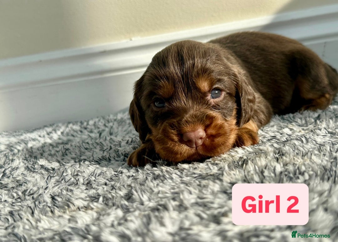 Cocker Spaniel dogs for sale: KC Reg Health Tested Working Cocker Spaniels - Image 7