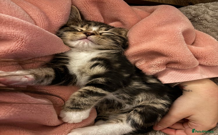 Mixed Breed cats *LAST BOY READY TO LEAVE*  - Advert 8