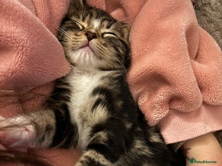 Mixed Breed cats *LAST BOY READY TO LEAVE* - Advert 10