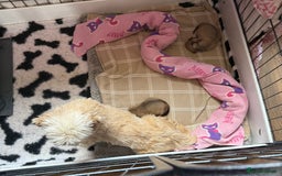 Lhasa Apso dogs for sale: Lhasa apso - Image 10