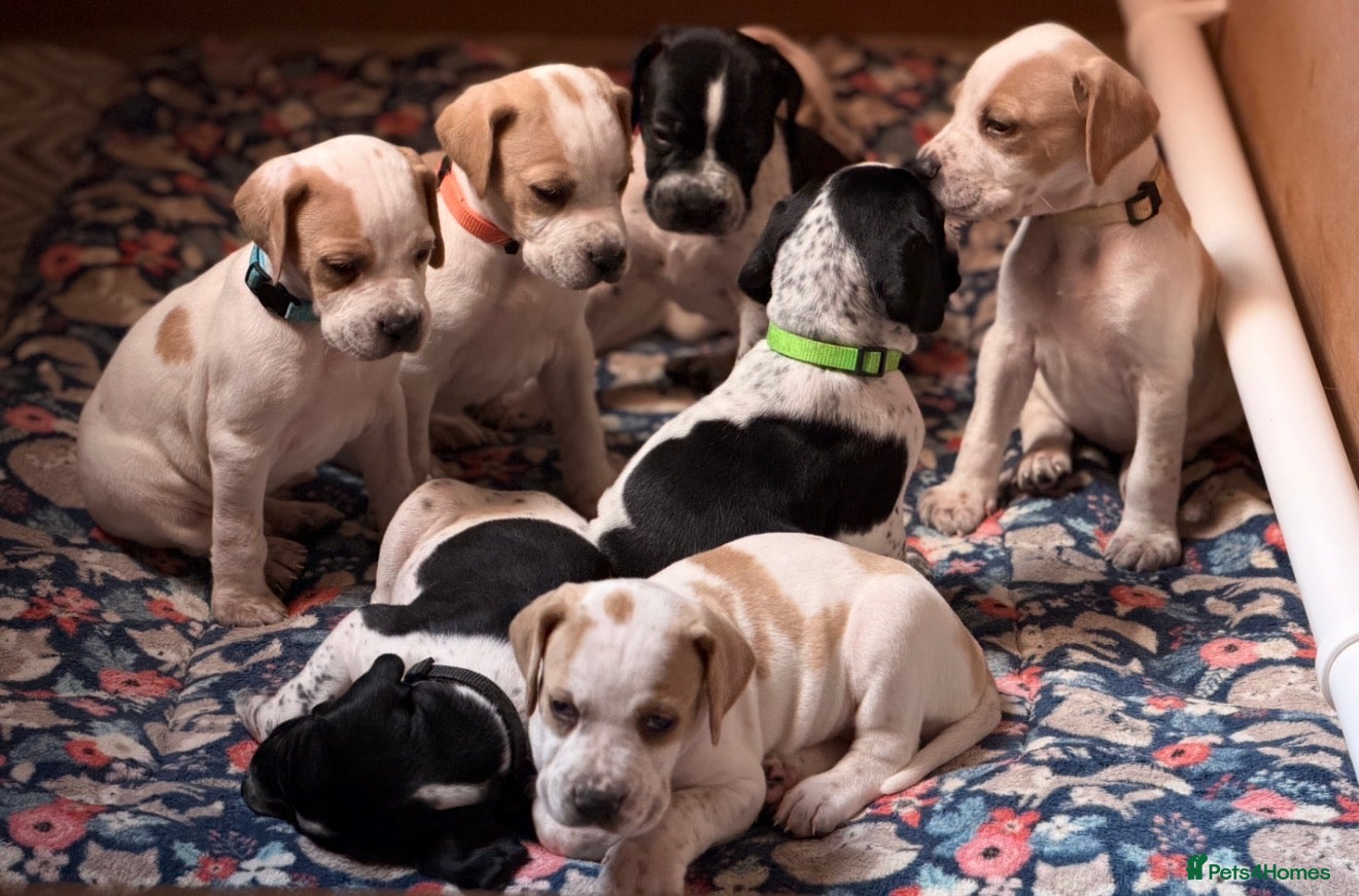 Pointer dogs for sale: Stunning English Pointer puppies-steal your heart  - Advert 1