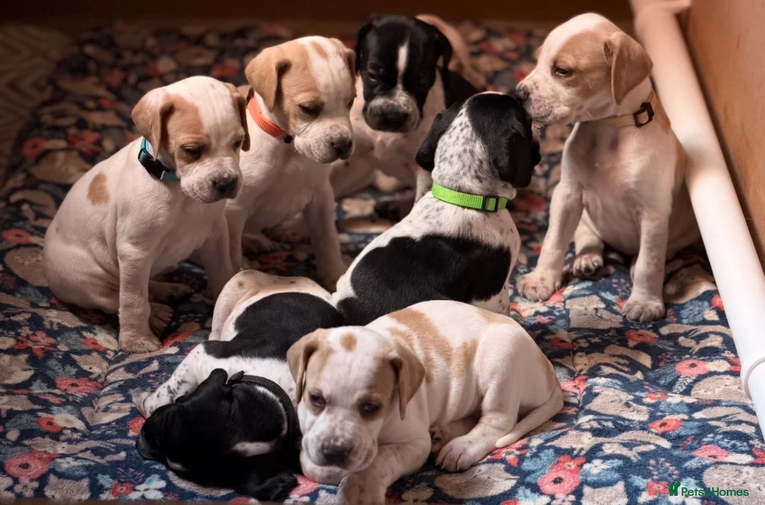 Pointer dogs for sale: Stunning English Pointer puppies-steal your heart  - Advert 1