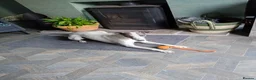 Whippet dogs for sale: 2 year Whippet for sale - Advert 3