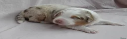 Australian Shepherd dogs for sale: Australian Shepherd Puppies - Advert 4