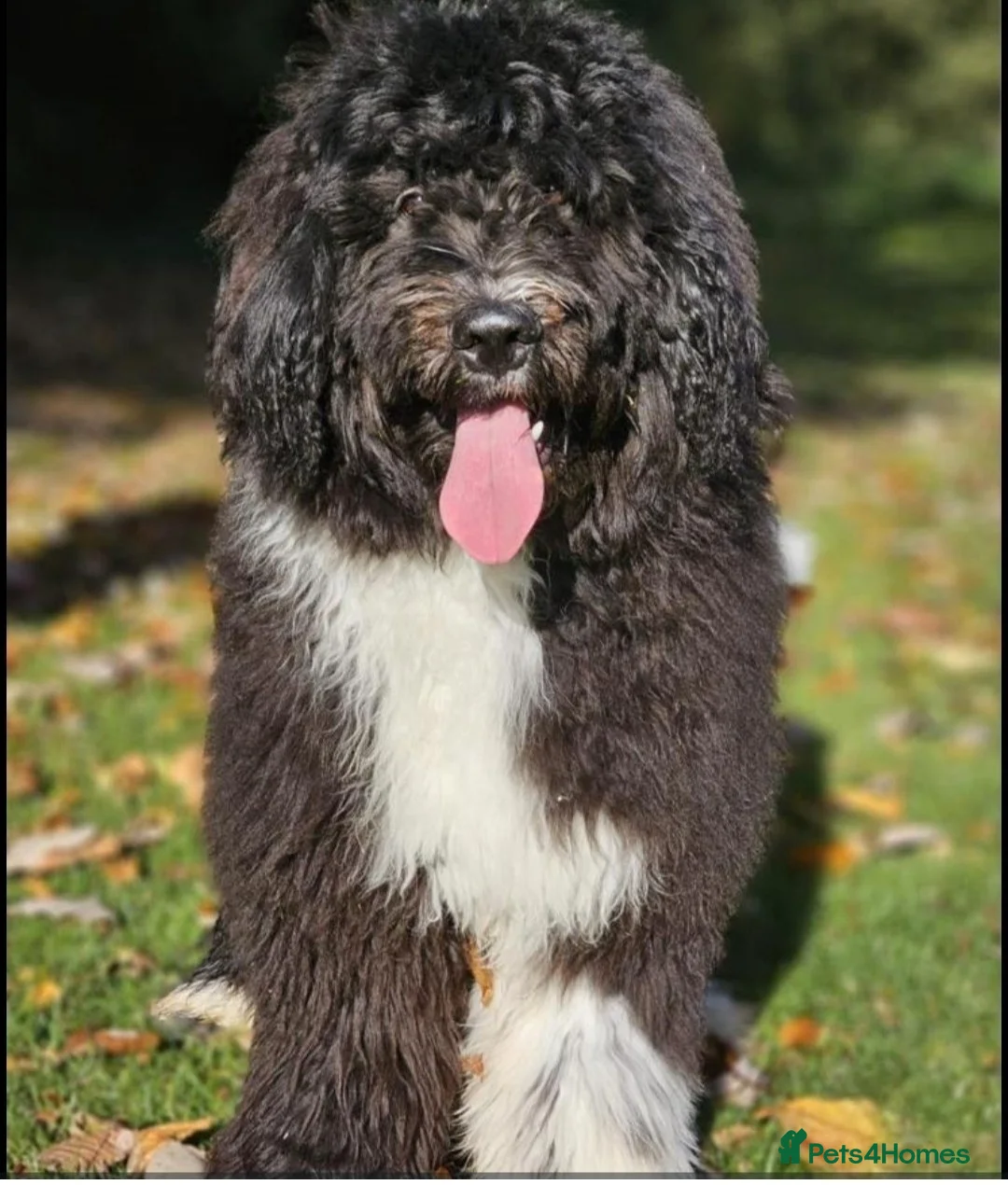 Newfypoo dogs for sale: 1yr old Newfypoo looking for his forever home - Advert 3