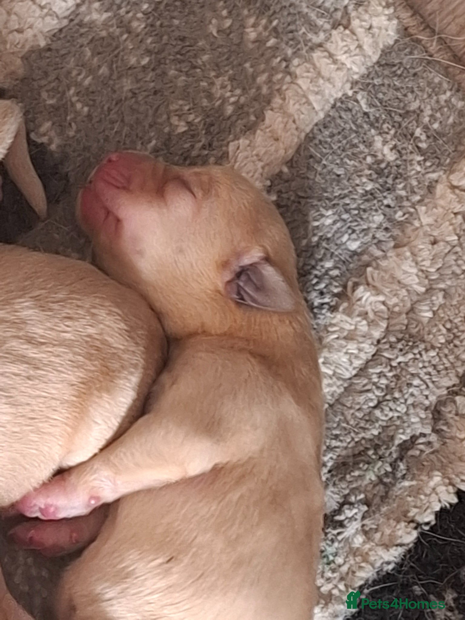 Labrador Retriever dogs for sale: KC Reg Labrador Pups in Newton Abbot - Advert 5