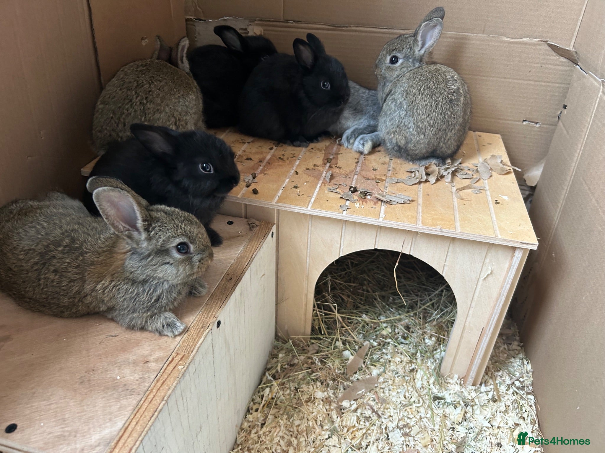 Mixed Breed rabbits Mixed breed baby rabbits - Advert 1