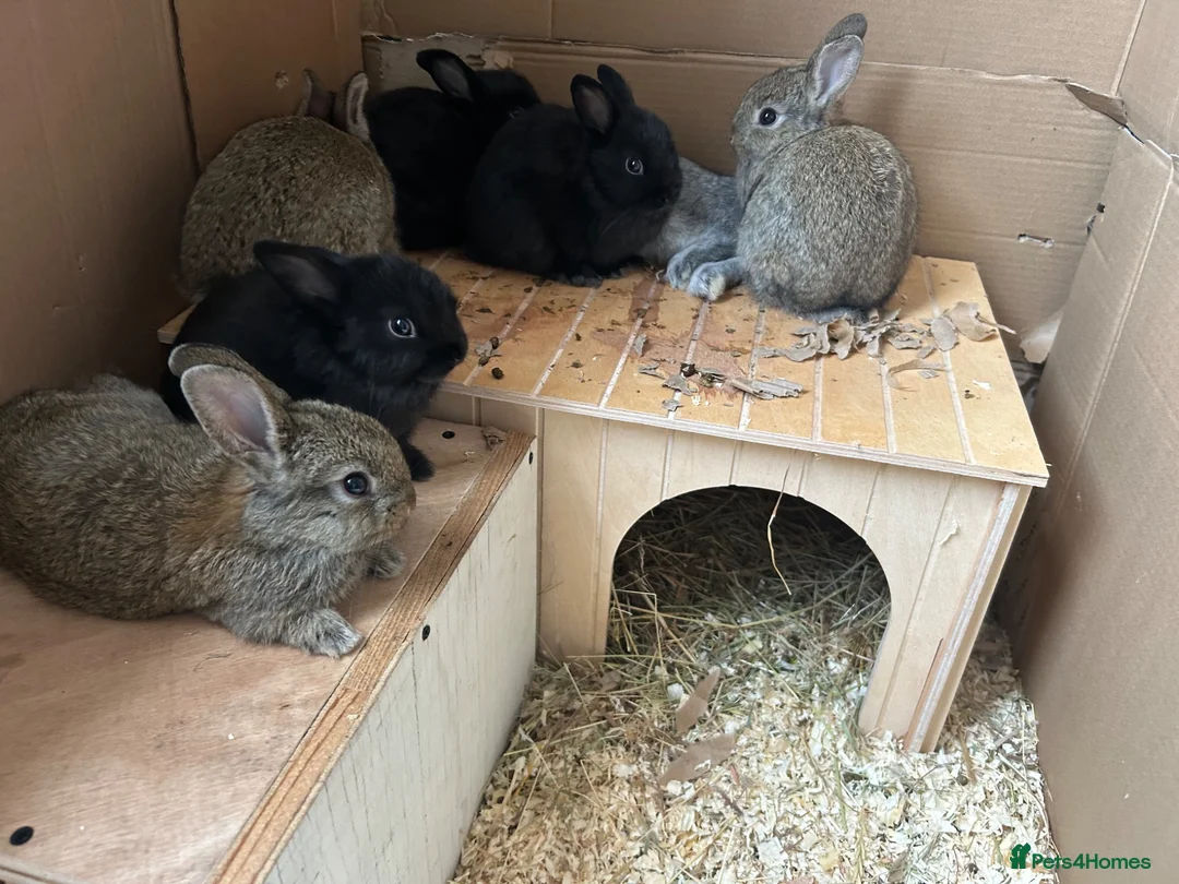 Mixed Breed rabbits for sale: Mixed breed baby rabbits in Hyde - Advert 1