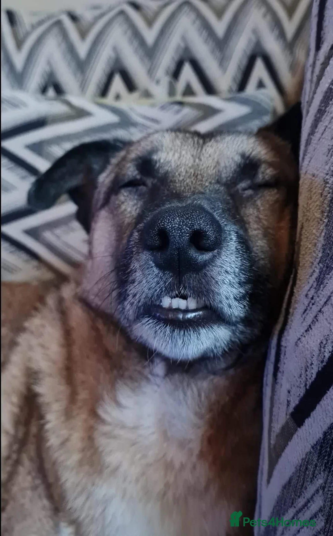 Mixed Breed dogs for adoption: Meet Jakob, currently residing in Cranage, Crew in Crewe - Advert 13