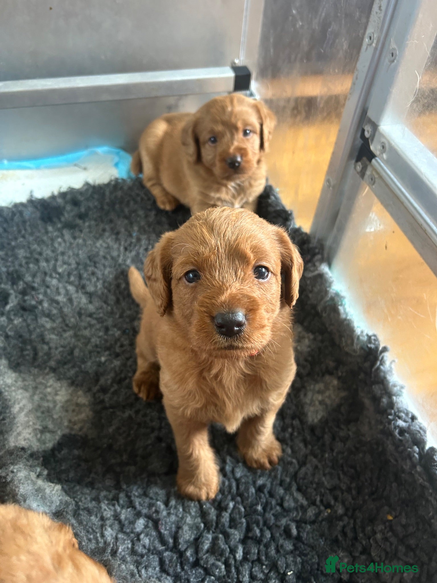 Labradoodle dogs LabaDoodle fully health tested parents  - Advert 10