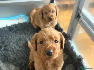 Labradoodle dogs LabaDoodle fully health tested parents - Advert 2