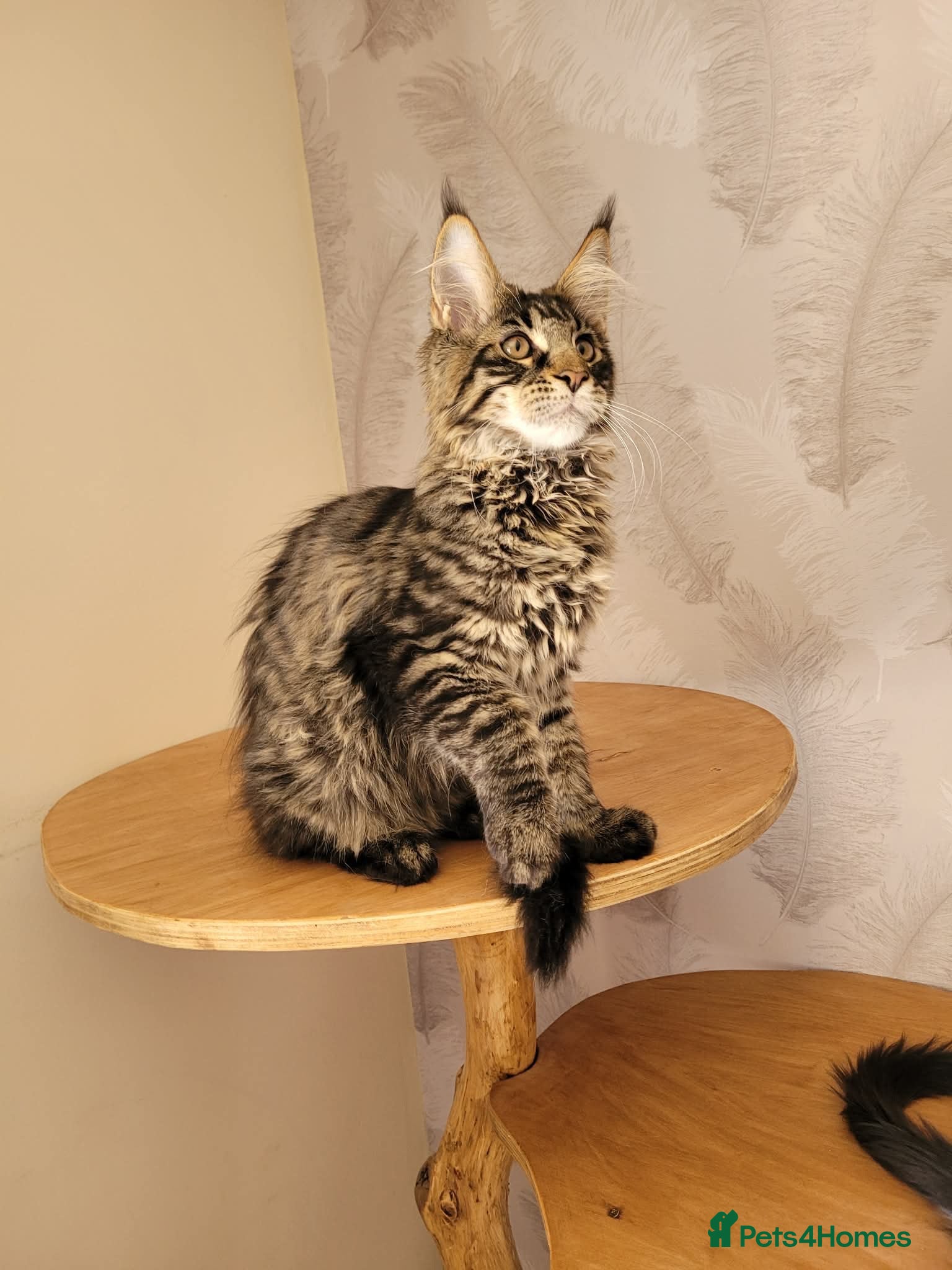 Maine Coon cats TICA registered Maine Coon kittens - Advert 2