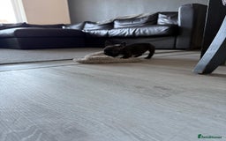 French Bulldog dogs for sale: French bulldog - Image 30