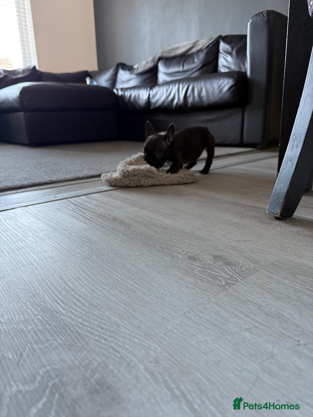 French Bulldog dogs for sale: French bulldog - Image 30