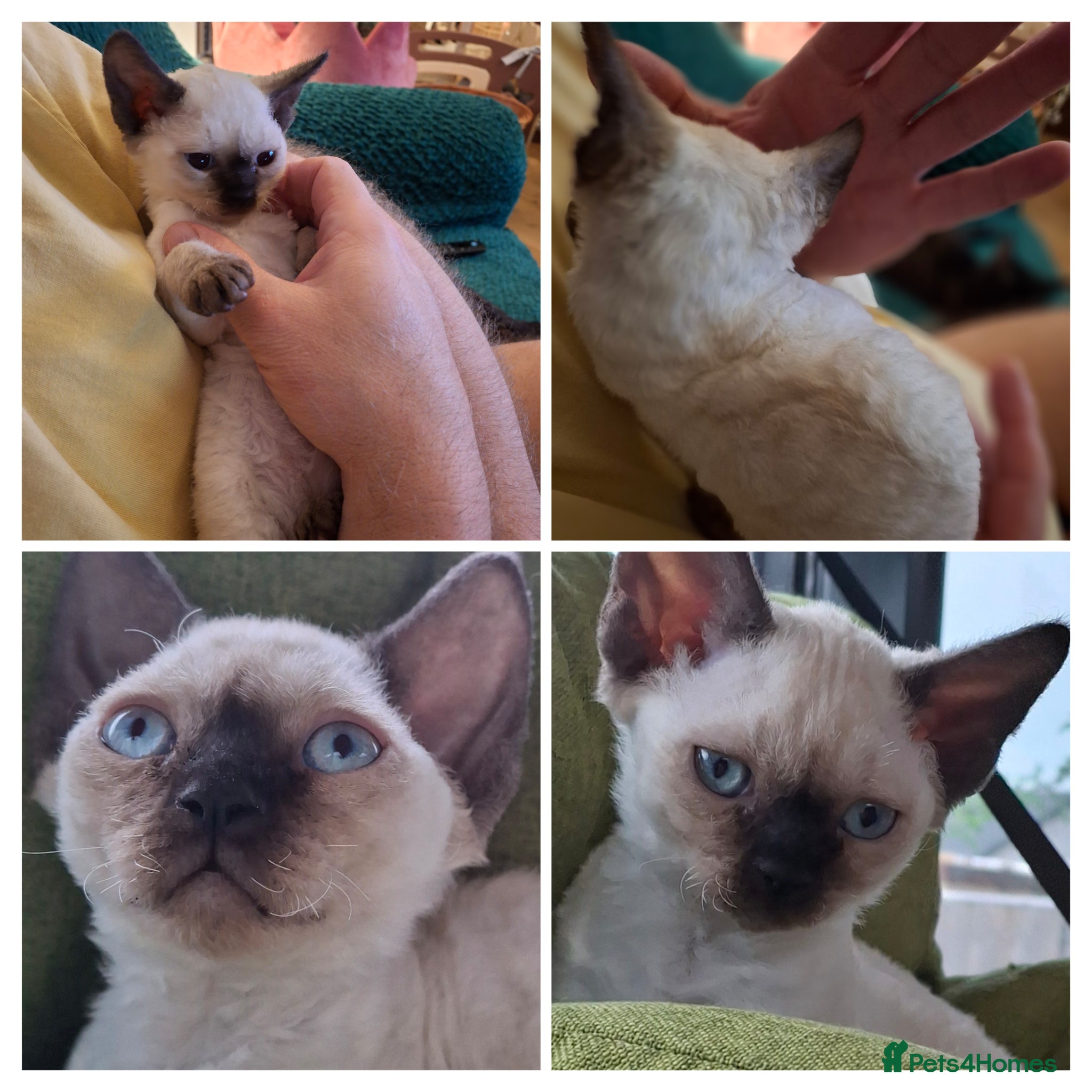 Devon Rex cats Devon Rex-Legal registered in FIFE🌸 - Advert 8