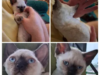 Devon Rex cats Devon Rex-Legal registered in FIFE🌸 - Advert 8