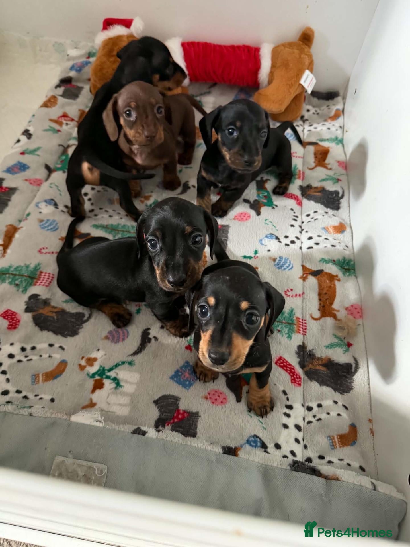 Miniature Dachshund dogs Dachshund Miniature Smooth Haired puppies - Advert 1
