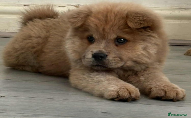 Chow Chow dogs - Advert 6
