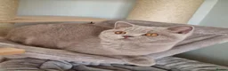 British Shorthair cats for sale: British Shorthair  in Newport - Advert 10