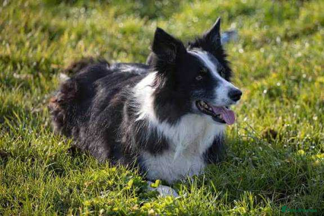 Border Collie dogs for sale: Border collie puppies  - Image 10