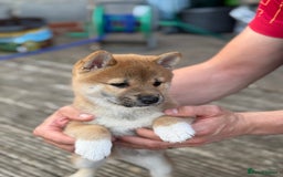Japanese Shiba Inu dogs for sale: 🧡🦊Stunning KC Shiba Inu female ready now!🧡🦊 - Image 11