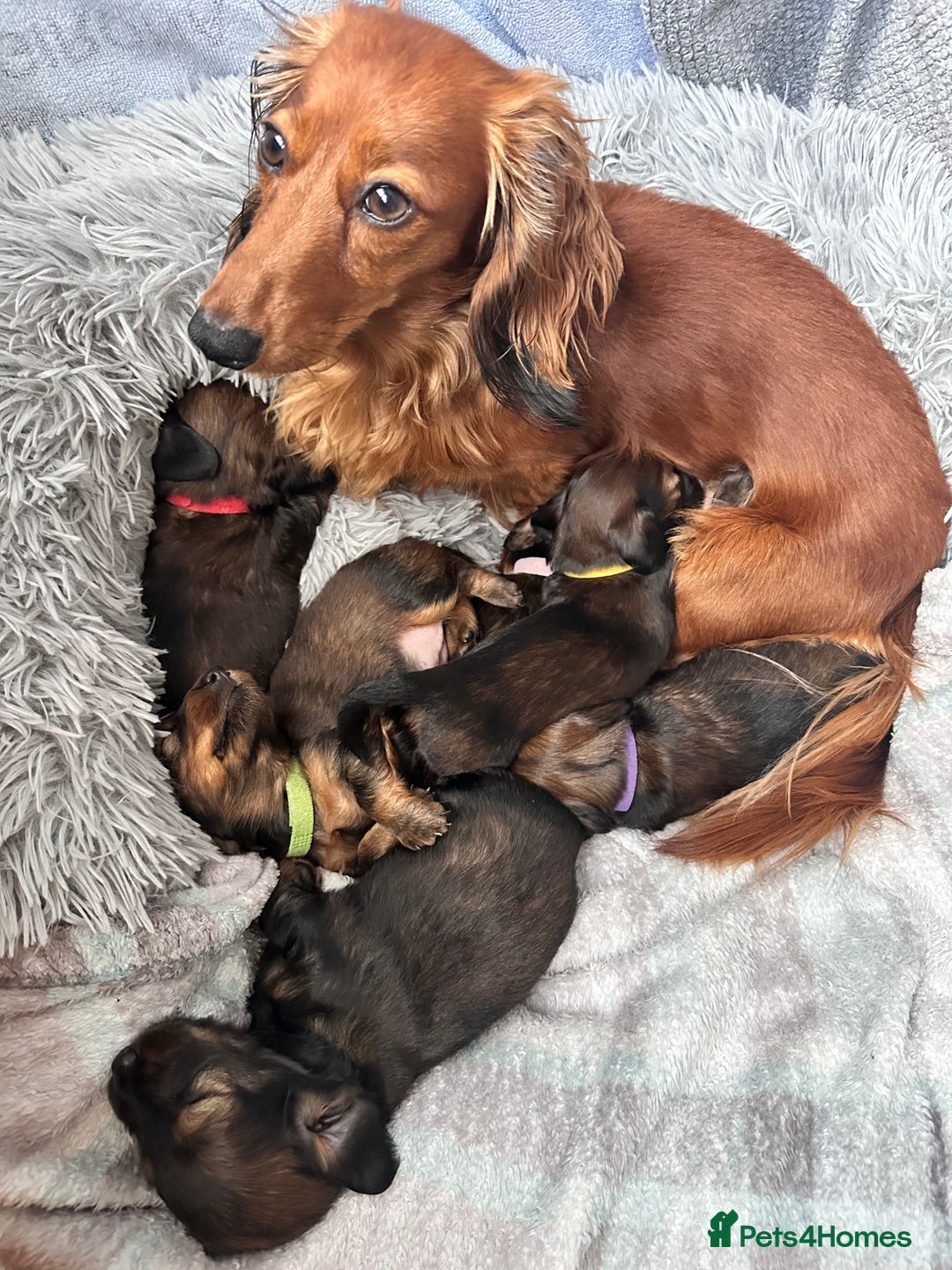 Miniature Dachshund dogs for sale: Miniature Long-Haired Dachshund Puppies - Image 13