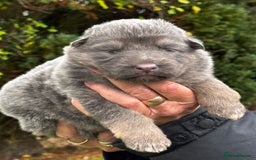 German Shepherd dogs for sale: ⭐️Chunky kc reg GSD pups ⭐️  - Image 23