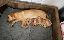 Labrador Retriever dogs for sale: Gorgeous Labrador puppies for sale - Image 3