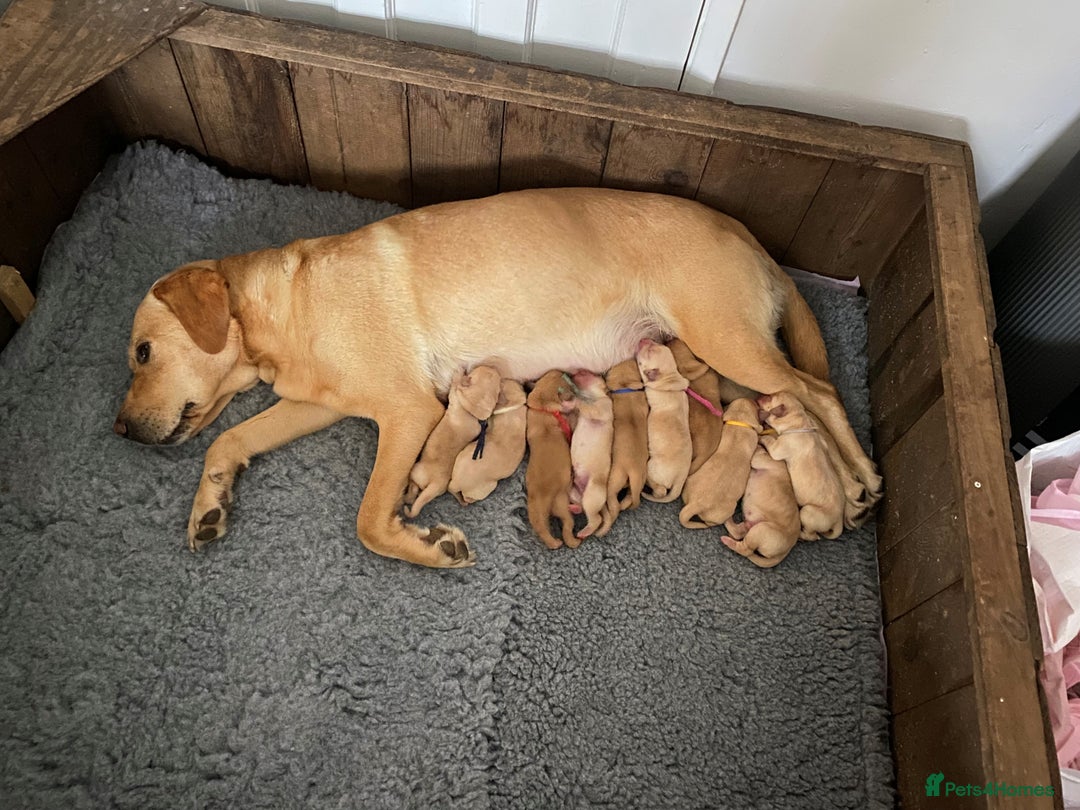 Labrador Retriever dogs for sale: Gorgeous Labrador puppies for sale - Image 3