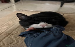 Brazilian Shorthair cats for sale: Tuxedo cat  - Image 2