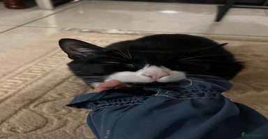 Brazilian Shorthair cats - Advert 6