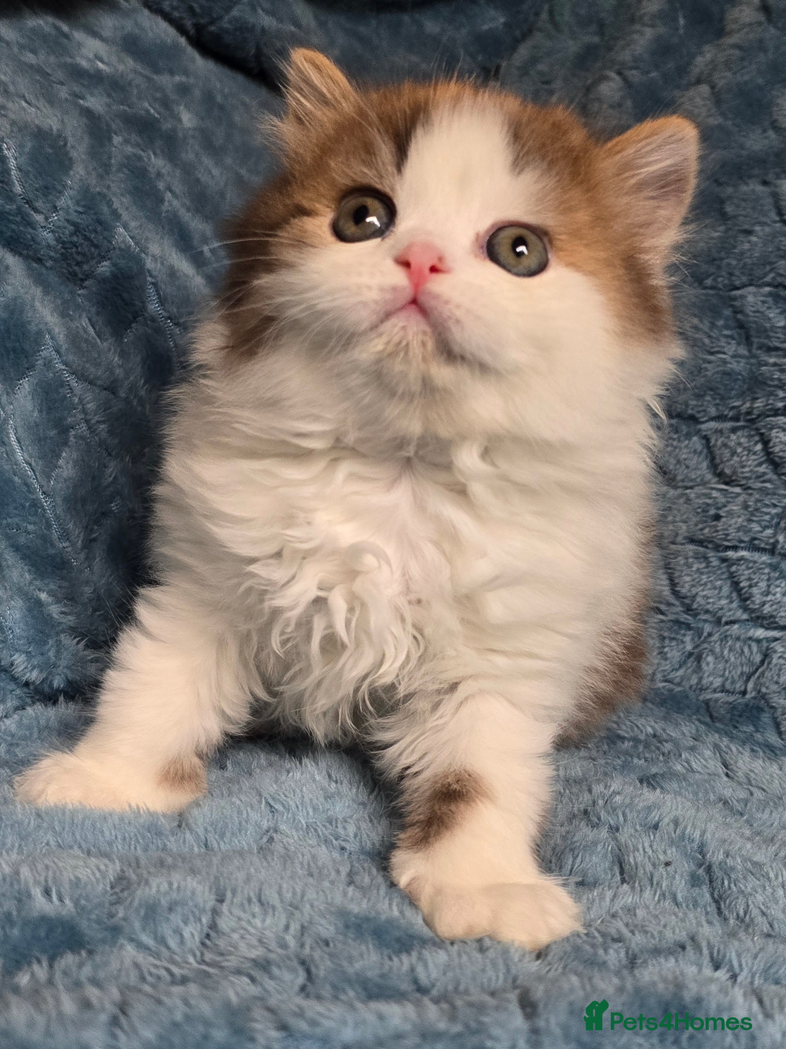 British Shorthair cats TICA registered British shorthair kittens - Advert 13