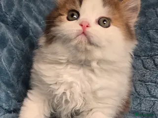 British Shorthair cats TICA registered British shorthair kittens - Advert 13