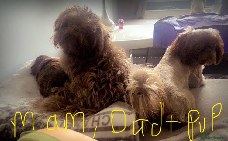 Shih Tzu dogs - Advert 4