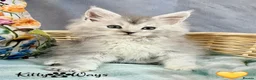 Maine Coon cats for sale: 🐾💠 *TICA REG* SILVER MAINE COON KITTENS 💠🐾 - Advert 7