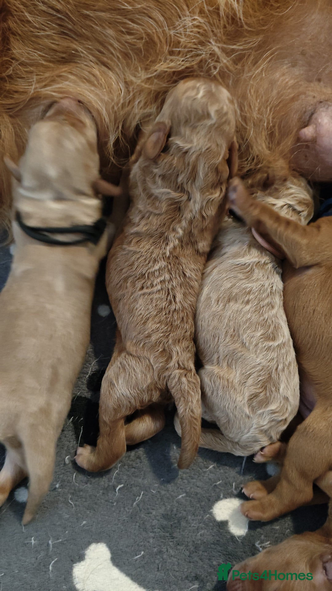Mixed Breed dogs for sale: ✨2 Health Tested Australian Labradoodles ✨ - Image 9