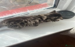 Bengal cats for sale: Bengal kittens - Image 10