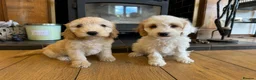 Cockapoo dogs for sale: F1b stunning cockapoos  - Advert 1