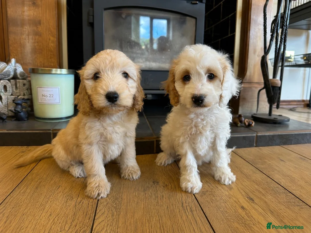 Cockapoo dogs for sale: F1b stunning cockapoos  - Advert 1