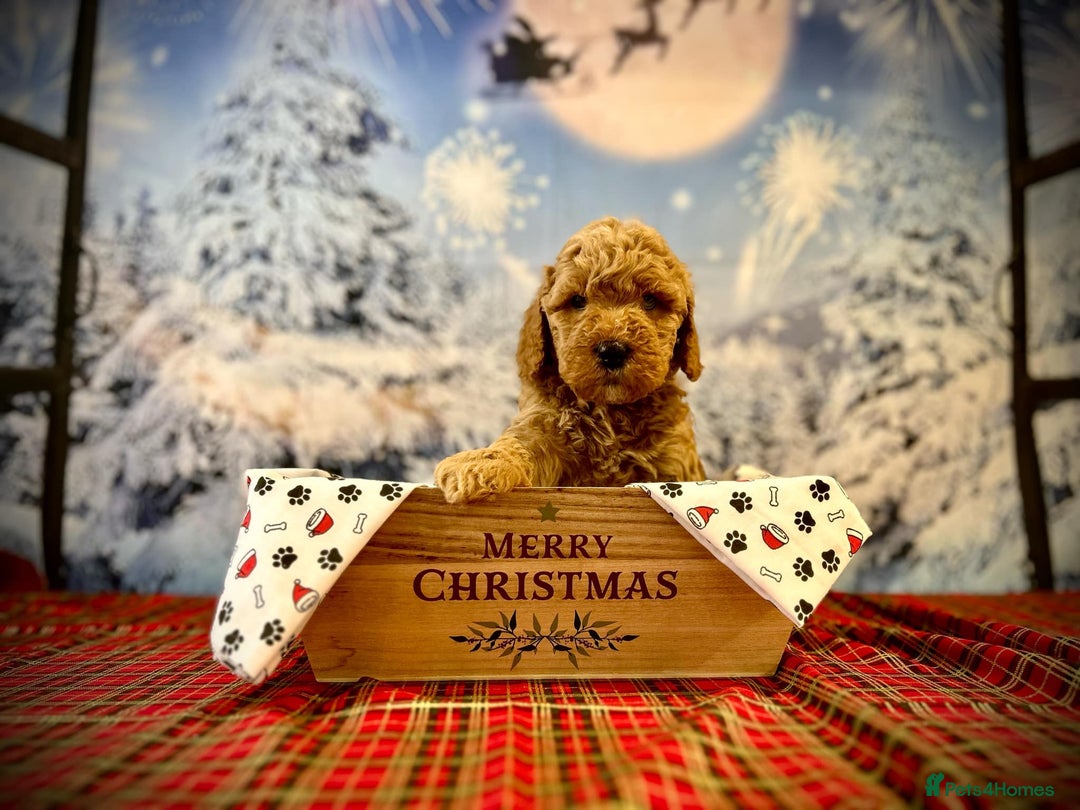 Mixed Breed dogs for sale: Beautiful miniature labradoodle puppies  - Image 10