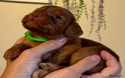 Cocker Spaniel dogs for sale: Stunning Litter of Red Cocker Spaniels  - Advert 11