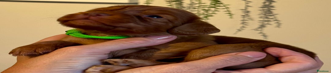 Cocker Spaniel Puppy 5