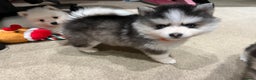 Pomsky dogs for sale: F4 Toy Pomsky Puppies - Advert 11