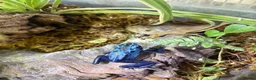 Frog reptiles for sale: Female Dart Frog & Full Bioactive  - Advert 3
