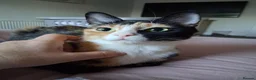 Mixed Breed cats for sale: Adults 1+ - Advert 5