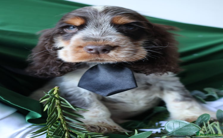 Cocker Spaniel dogs Championline Cocker Spaniel - Advert 13