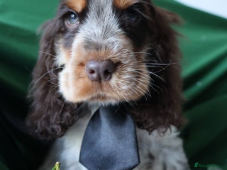 Cocker Spaniel dogs Championline Cocker Spaniel - Advert 4