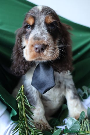 Cocker Spaniel dogs Championline Cocker Spaniel - Advert 13