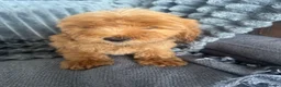 Cockapoo dogs for sale: F2 Cockapoo Puppies READY TO LEAVE 2 girls remain - Advert 21