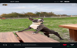 Boston Terrier dogs for sale: Boston Terrier puppies 🐶  - Image 4